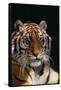 Bengal Tiger-DLILLC-Framed Stretched Canvas