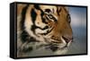 Bengal Tiger-DLILLC-Framed Stretched Canvas