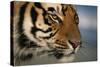 Bengal Tiger-DLILLC-Stretched Canvas