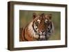 Bengal Tiger-DLILLC-Framed Premium Photographic Print