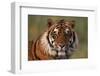 Bengal Tiger-DLILLC-Framed Premium Photographic Print