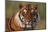 Bengal Tiger-DLILLC-Mounted Premium Photographic Print