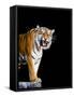 Bengal Tiger-Lipik-Framed Stretched Canvas