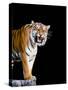 Bengal Tiger-Lipik-Stretched Canvas