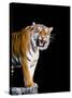 Bengal Tiger-Lipik-Stretched Canvas