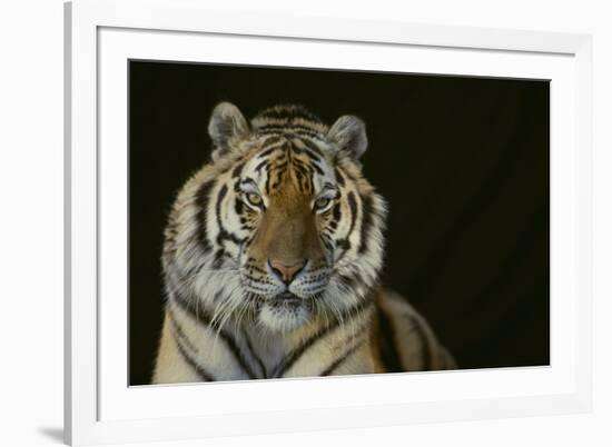 Bengal Tiger-DLILLC-Framed Photographic Print