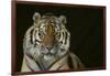 Bengal Tiger-DLILLC-Framed Photographic Print