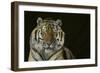 Bengal Tiger-DLILLC-Framed Photographic Print