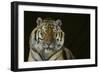 Bengal Tiger-DLILLC-Framed Photographic Print