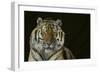 Bengal Tiger-DLILLC-Framed Photographic Print