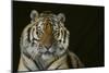 Bengal Tiger-DLILLC-Mounted Photographic Print