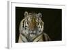 Bengal Tiger-DLILLC-Framed Photographic Print