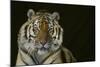 Bengal Tiger-DLILLC-Mounted Photographic Print