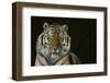 Bengal Tiger-DLILLC-Framed Photographic Print