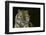 Bengal Tiger-DLILLC-Framed Photographic Print