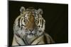 Bengal Tiger-DLILLC-Mounted Photographic Print