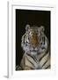 Bengal Tiger-DLILLC-Framed Photographic Print