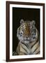 Bengal Tiger-DLILLC-Framed Photographic Print