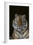 Bengal Tiger-DLILLC-Framed Photographic Print