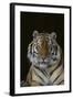 Bengal Tiger-DLILLC-Framed Photographic Print