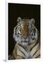 Bengal Tiger-DLILLC-Framed Photographic Print