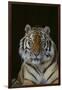 Bengal Tiger-DLILLC-Framed Photographic Print