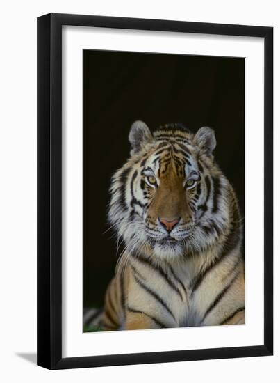 Bengal Tiger-DLILLC-Framed Photographic Print