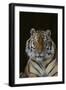 Bengal Tiger-DLILLC-Framed Photographic Print