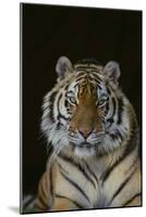 Bengal Tiger-DLILLC-Mounted Photographic Print