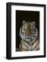 Bengal Tiger-DLILLC-Framed Photographic Print