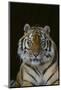 Bengal Tiger-DLILLC-Mounted Photographic Print