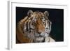 Bengal Tiger-DLILLC-Framed Photographic Print