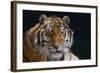 Bengal Tiger-DLILLC-Framed Photographic Print