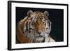 Bengal Tiger-DLILLC-Framed Photographic Print