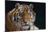 Bengal Tiger-DLILLC-Mounted Photographic Print