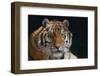 Bengal Tiger-DLILLC-Framed Photographic Print