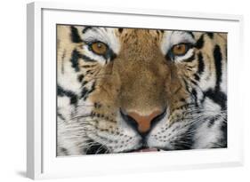 Bengal Tiger-DLILLC-Framed Photographic Print