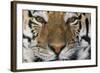 Bengal Tiger-DLILLC-Framed Photographic Print