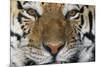 Bengal Tiger-DLILLC-Mounted Photographic Print