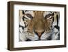 Bengal Tiger-DLILLC-Framed Photographic Print