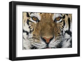 Bengal Tiger-DLILLC-Framed Photographic Print