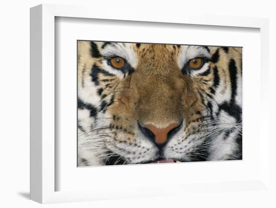 Bengal Tiger-DLILLC-Framed Photographic Print