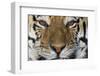 Bengal Tiger-DLILLC-Framed Photographic Print