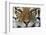 Bengal Tiger-DLILLC-Framed Photographic Print