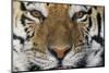 Bengal Tiger-DLILLC-Mounted Photographic Print