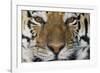 Bengal Tiger-DLILLC-Framed Photographic Print