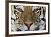 Bengal Tiger-DLILLC-Framed Photographic Print