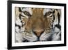 Bengal Tiger-DLILLC-Framed Photographic Print