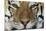 Bengal Tiger-DLILLC-Mounted Photographic Print