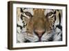 Bengal Tiger-DLILLC-Framed Photographic Print